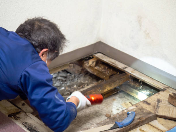 Best Certified Mold Removal  in Walnut, CA