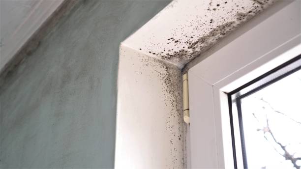 Best Fast Mold Removal  in Walnut, CA