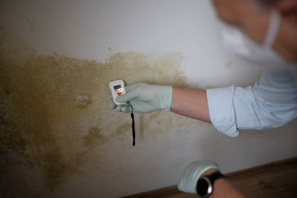 Best Residential Mold Removal  in Walnut, CA