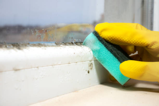 Certified Mold Removal in Walnut, CA