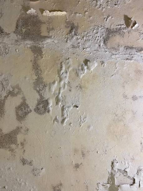 Professional Mold Removal in Walnut, CA