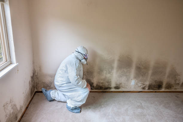 Best Black Mold Removal  in Walnut, CA
